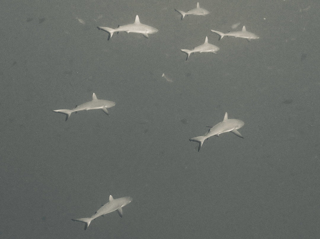 The Six Passengers-阿瓦托鲁必去景点