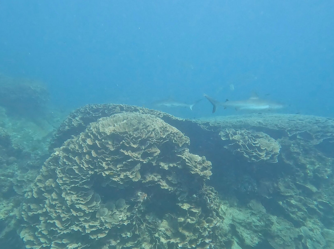 Ningaloo Reef Dive-珊瑚湾必去景点