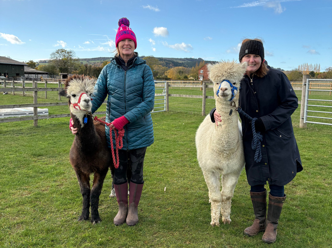 Cotswold Vale Alpacas-伊夫舍姆必去景点