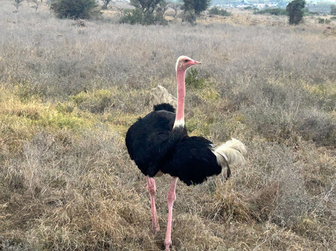 Itals Safaris-内罗毕必去景点