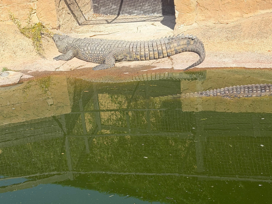 Crocodile Park-托雷莫里诺斯必去景点