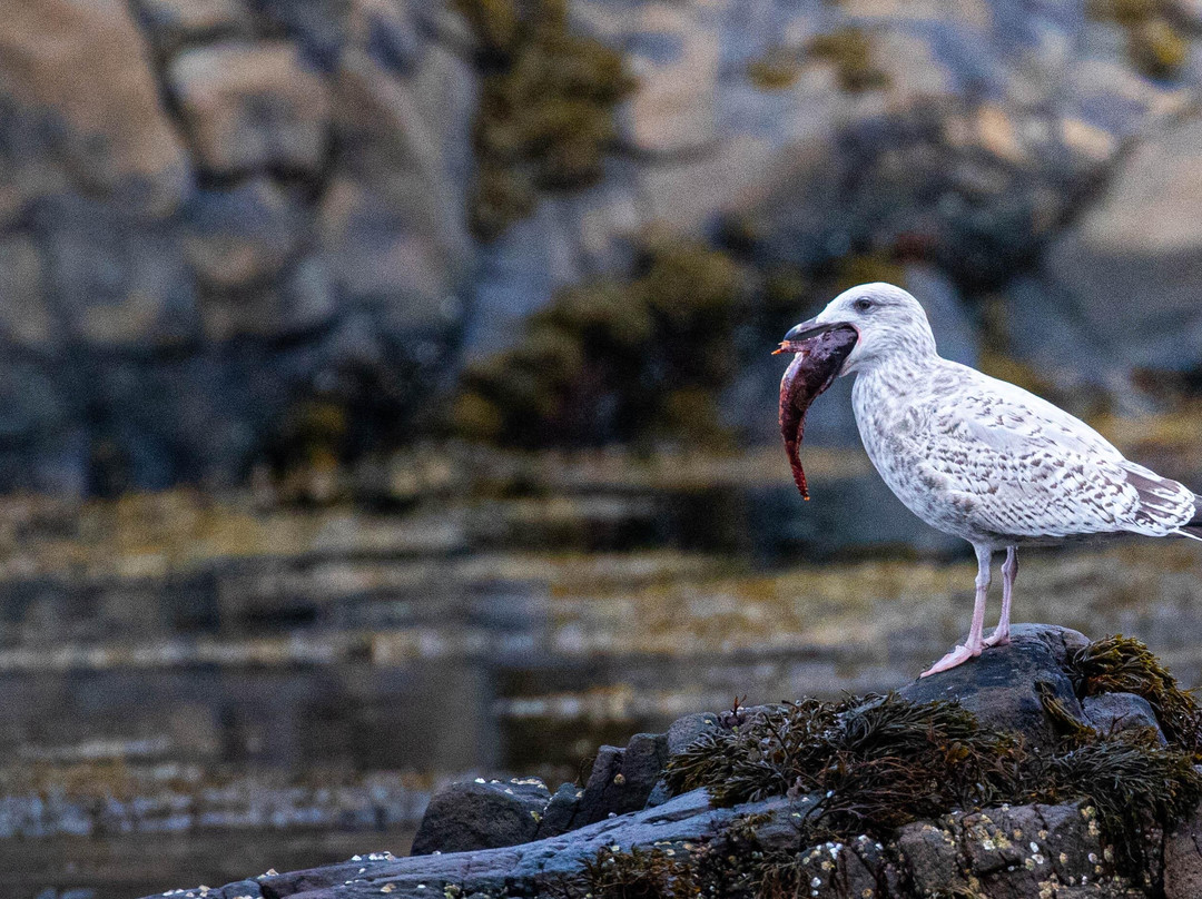 Seaprobe Atlantis-Kyle of Lochalsh必去景点