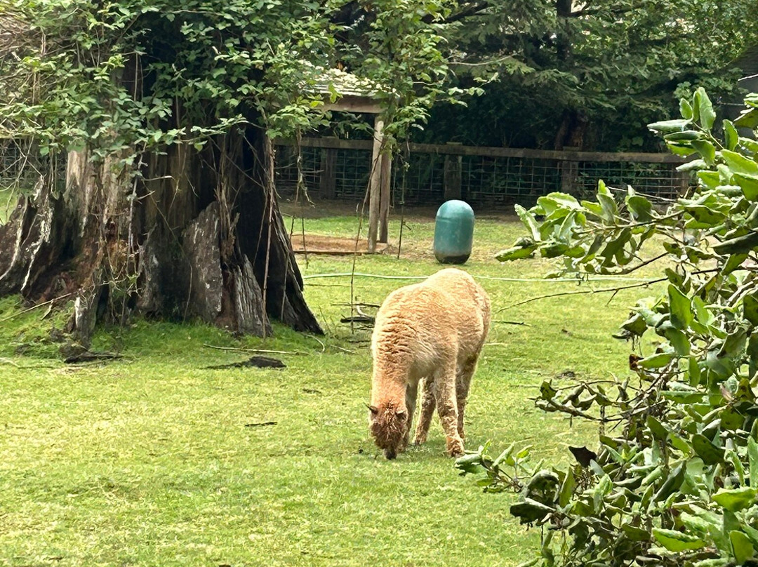 Sequoia Park Garden-尤里卡必去景点