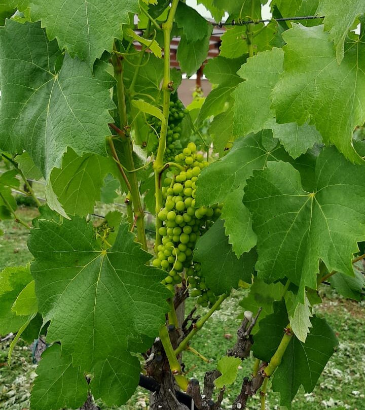 Viñedo Ain Karim-莱瓦镇必去景点