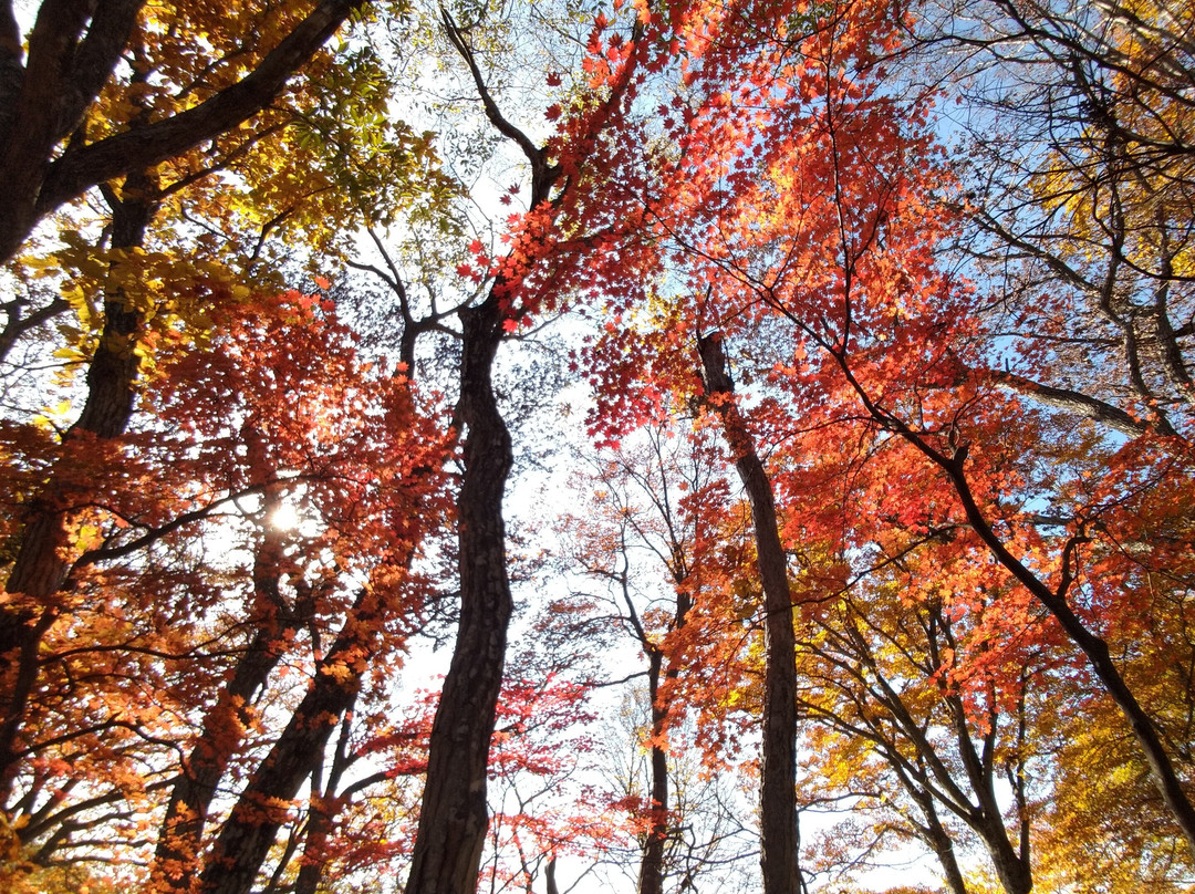 Shoulder of Mt. Omochi-横濑町必去景点