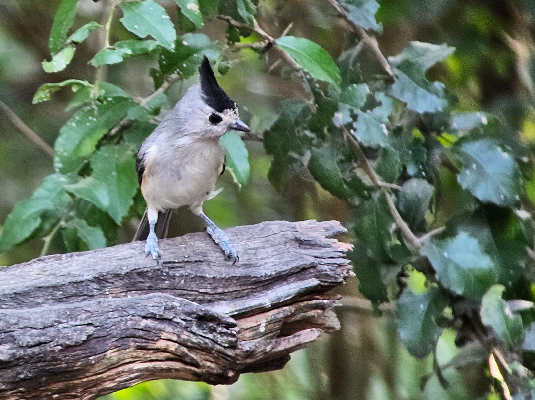 American Birding Guides-Patagonia必去景点