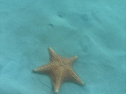 Bocas Islands Adventours-Bocas del Toro必去景点