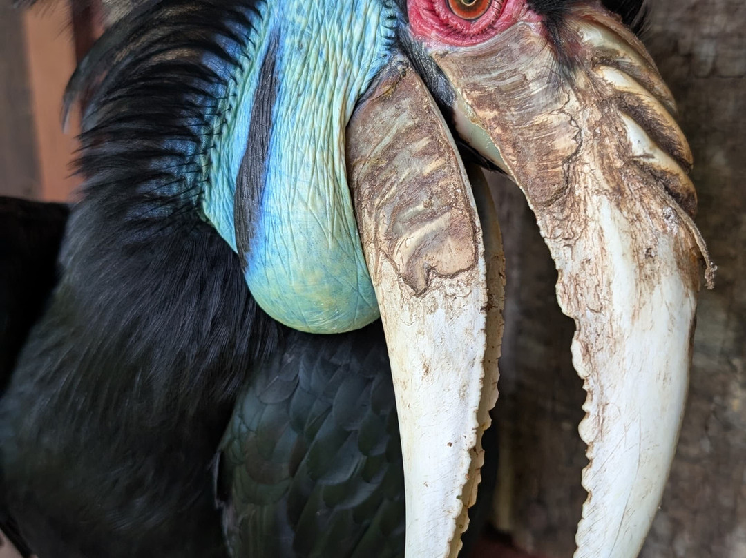 Wildlife Alliance-戈公必去景点