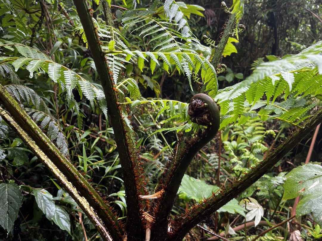 Reserva Bosque Nuboso Santa Elena-蒙特沃德必去景点