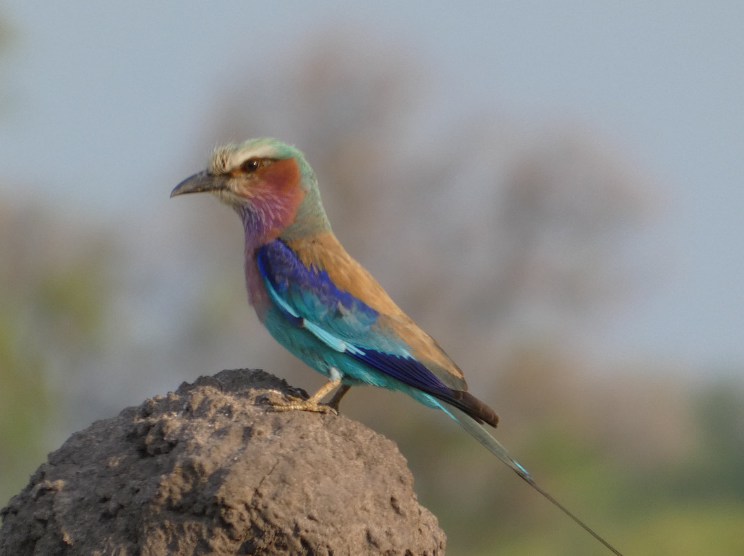 Safari Specialists-马翁必去景点