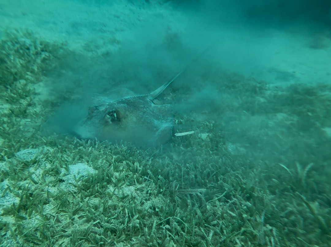 Fokito's Tours-Vieques必去景点