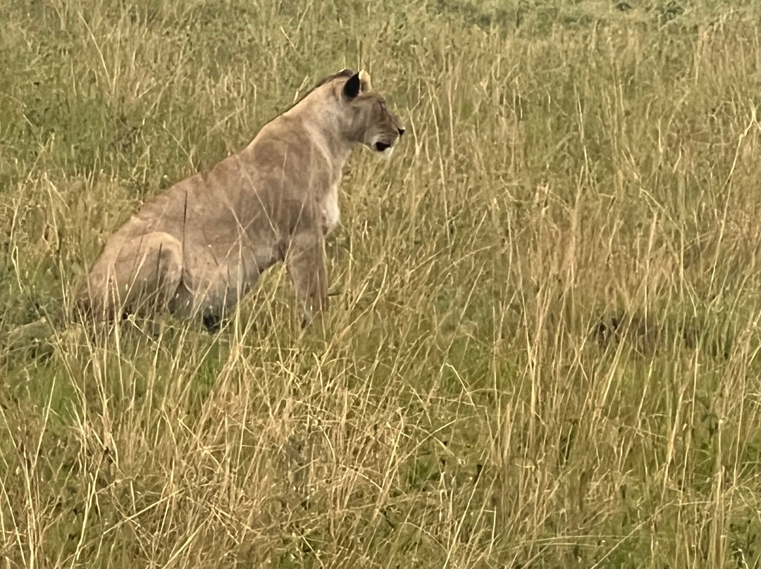 La Toupie Voyageuse-里昂必去景点