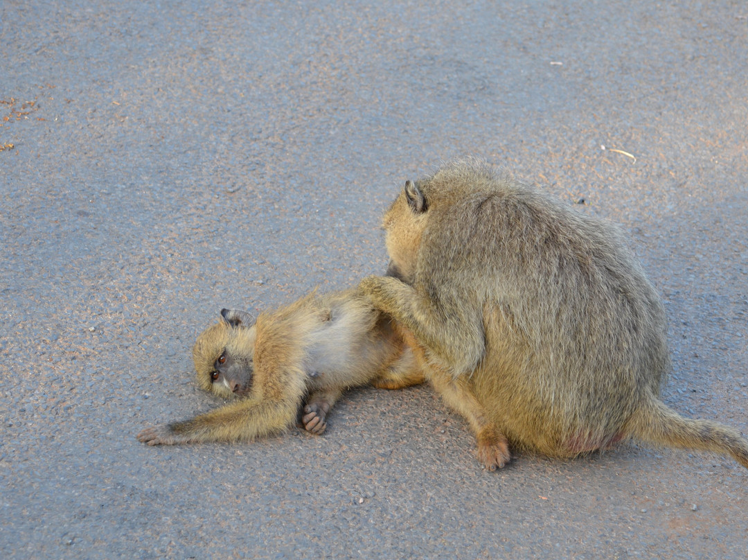 Max Discovery Kenya-瓦塔木必去景点