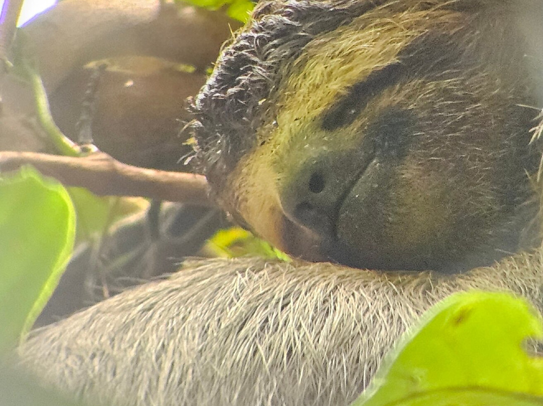 Jaguar Corcovado Tours-希门尼斯港必去景点