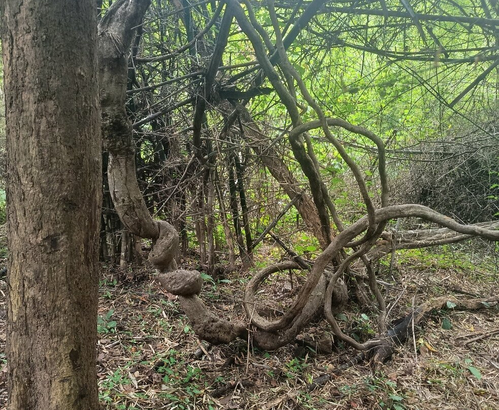 Mekong Ramsar Trail-Stung Treng必去景点