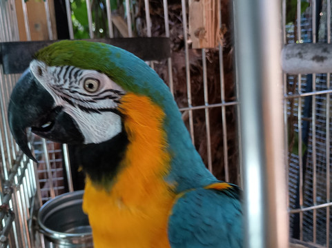 Nancy Forrester's Secret Garden-基韦斯特必去景点