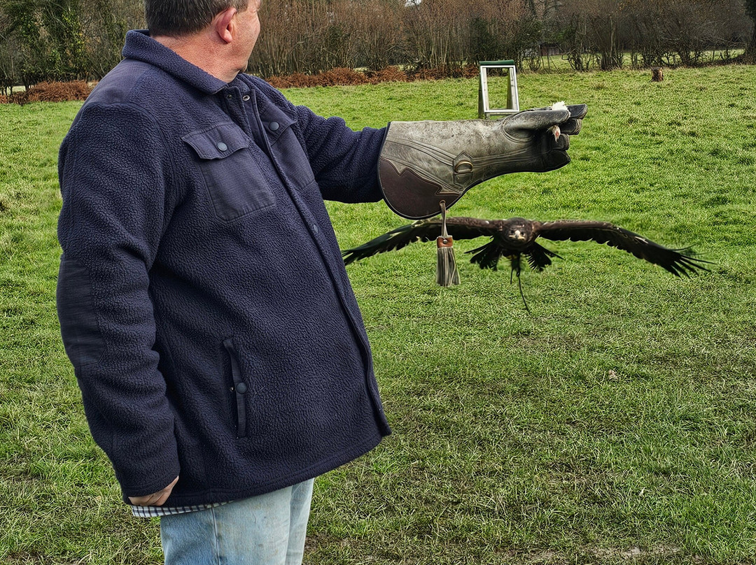 UK Owl And Raptor Centre-Groombridge必去景点
