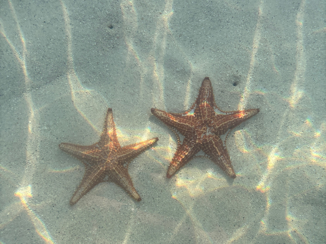 Starfish Point-大开曼岛必去景点