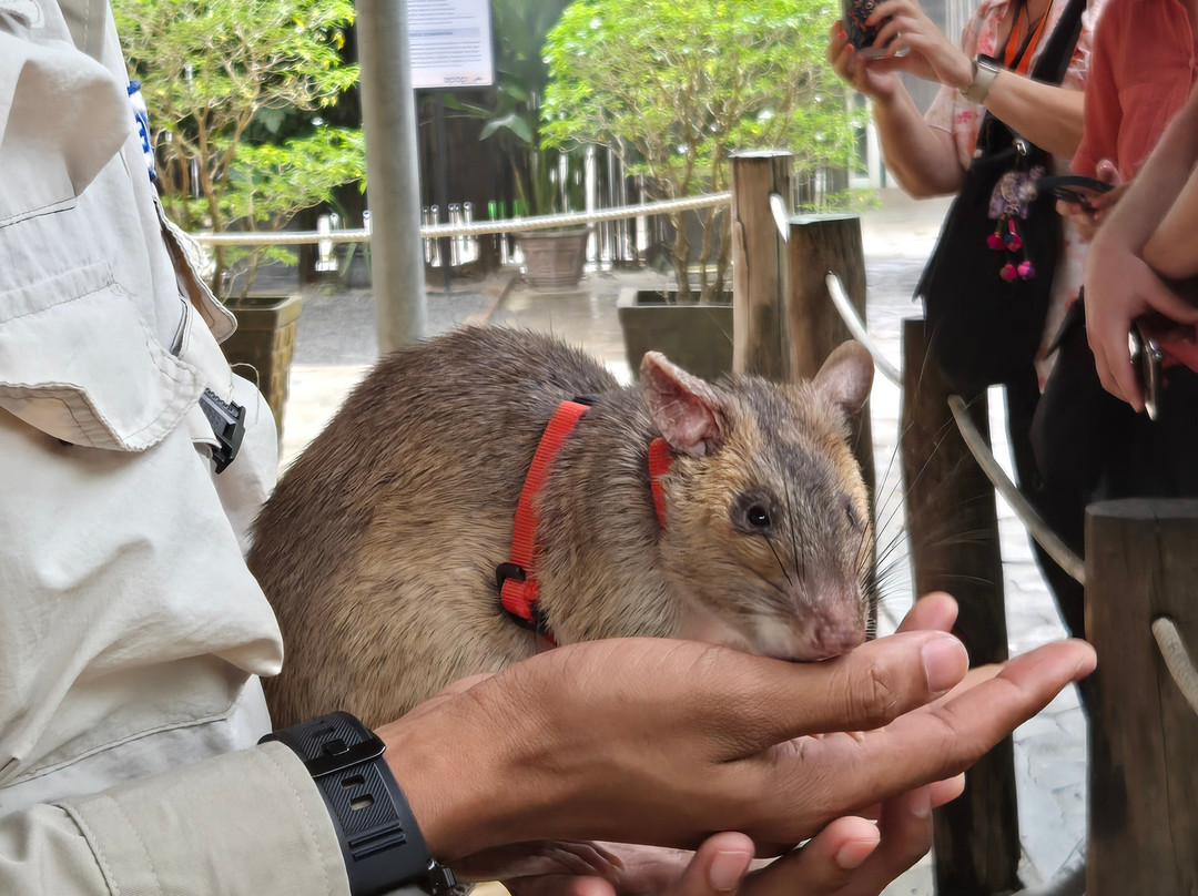 APOPO Visitor Center-暹粒必去景点