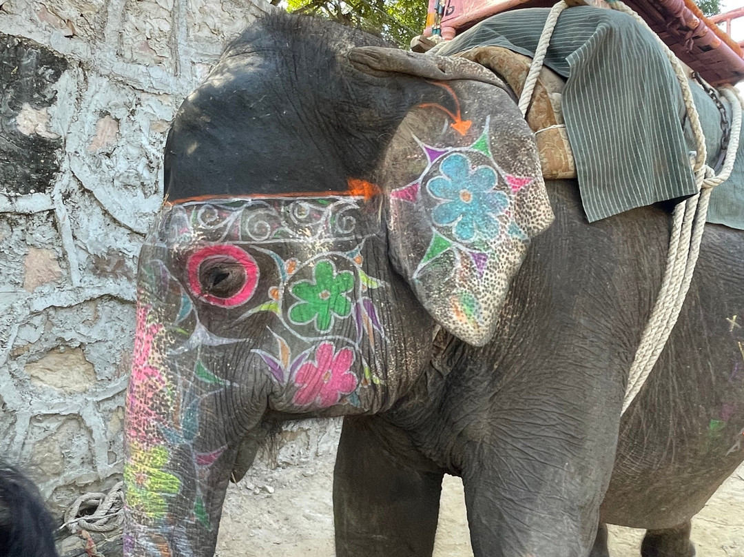 Hathi Gaon Elephant Village-Amer必去景点