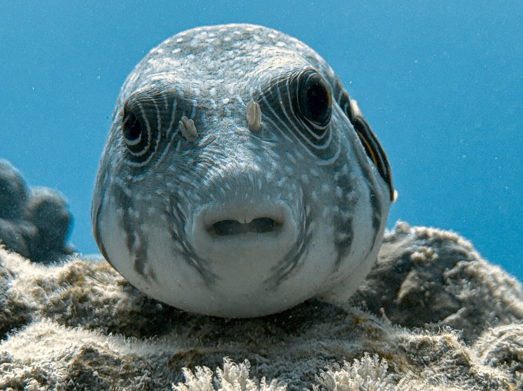 Extra Divers Worldwide El Quseir-艾尔可西利亚必去景点