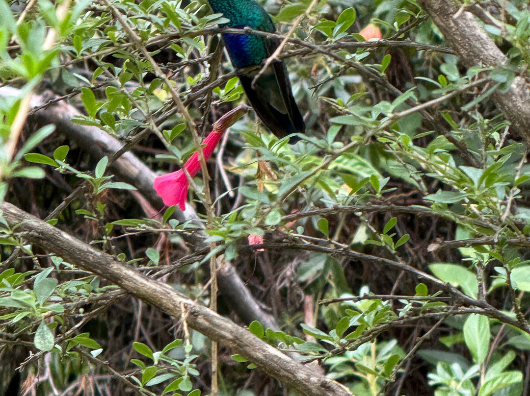 Santuario de colibríes - Ensifera Ensifera-乌鲁班巴必去景点