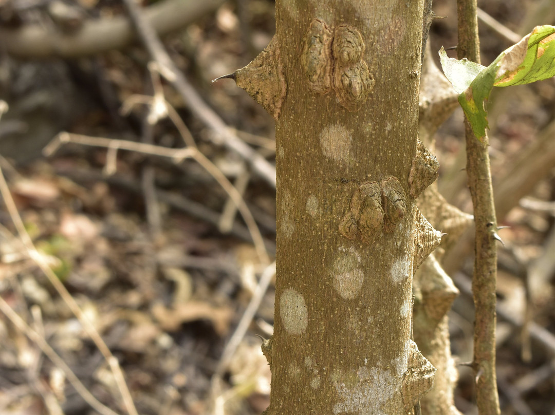 Bosque Protector Cerro Blanco-瓜亚基尔必去景点