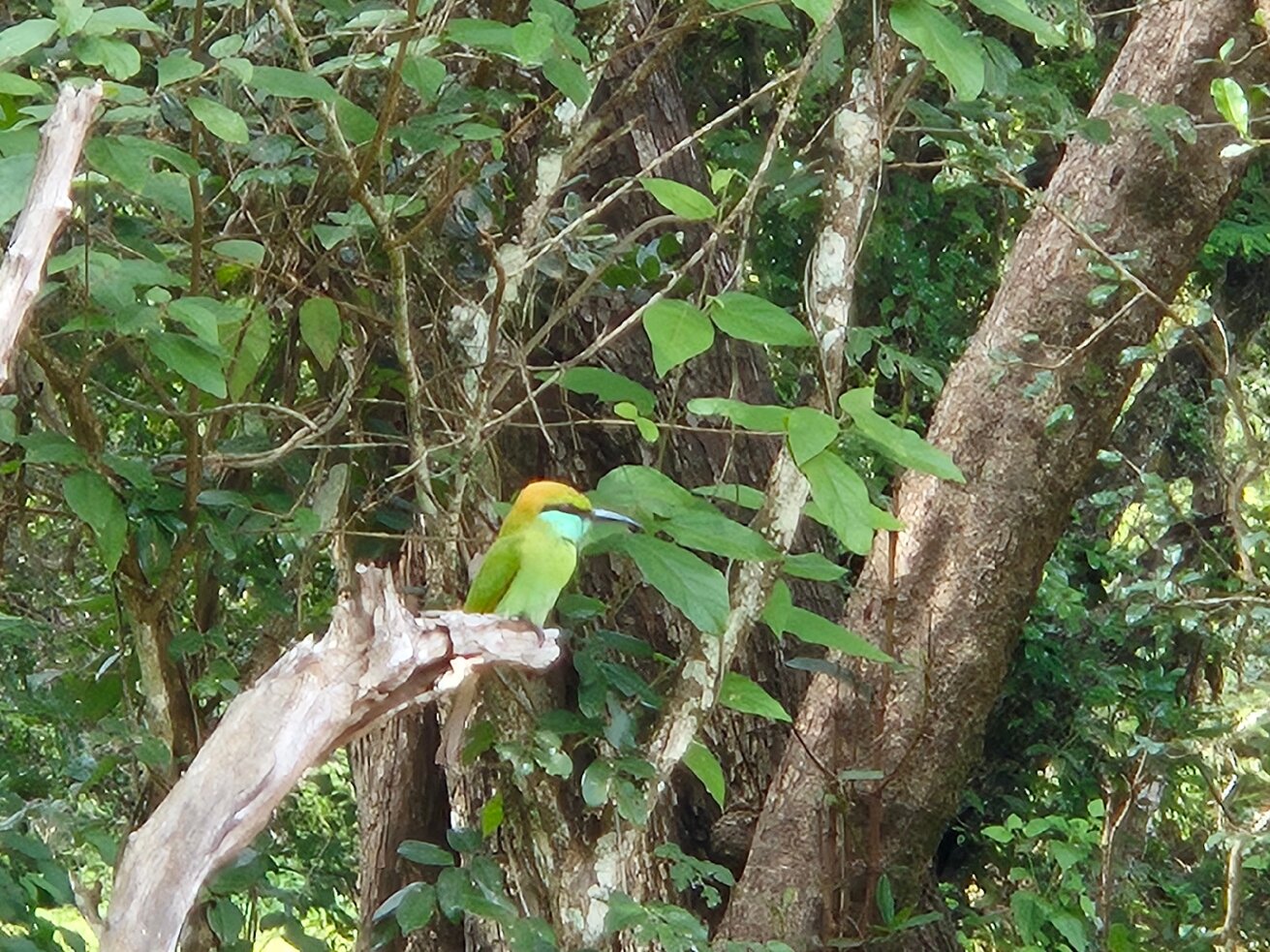 Wilpattu Tree House Hotel-官方