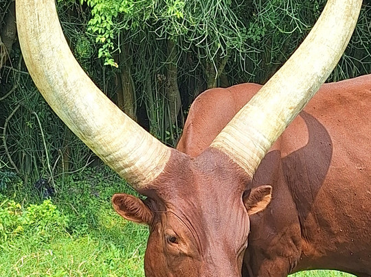 Rwanda Eco Tours-吉佳利必去景点