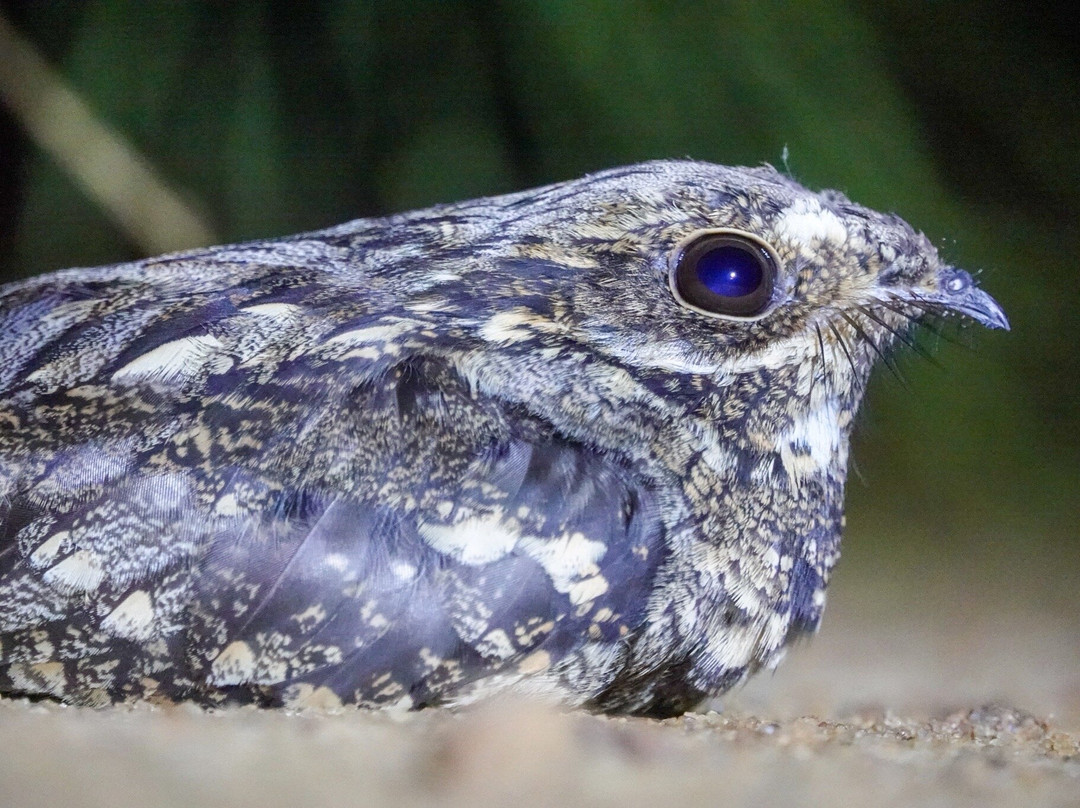 Adventure Birding Tours-特马必去景点