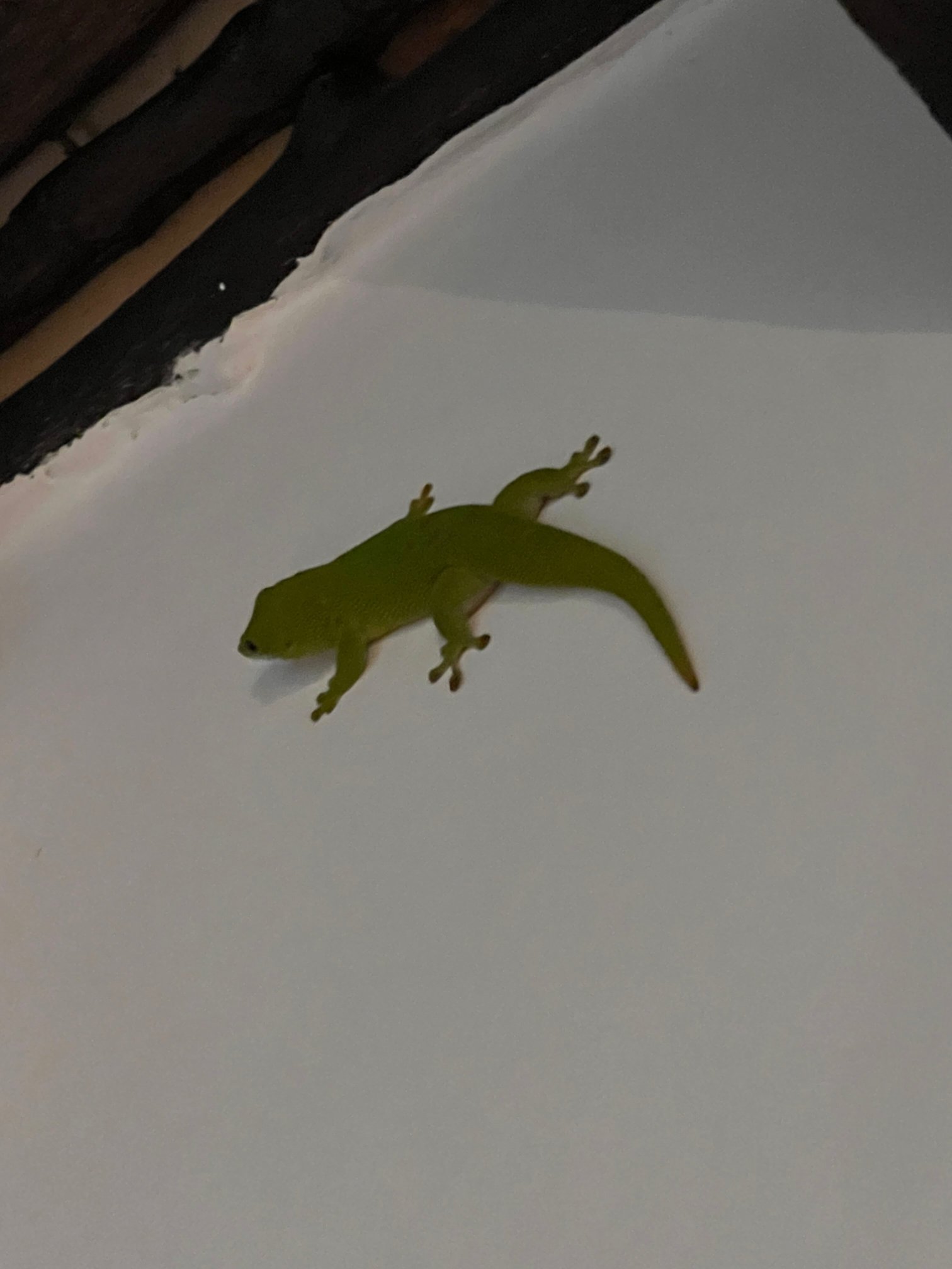 Ravintsara Wellness Hotel-官方