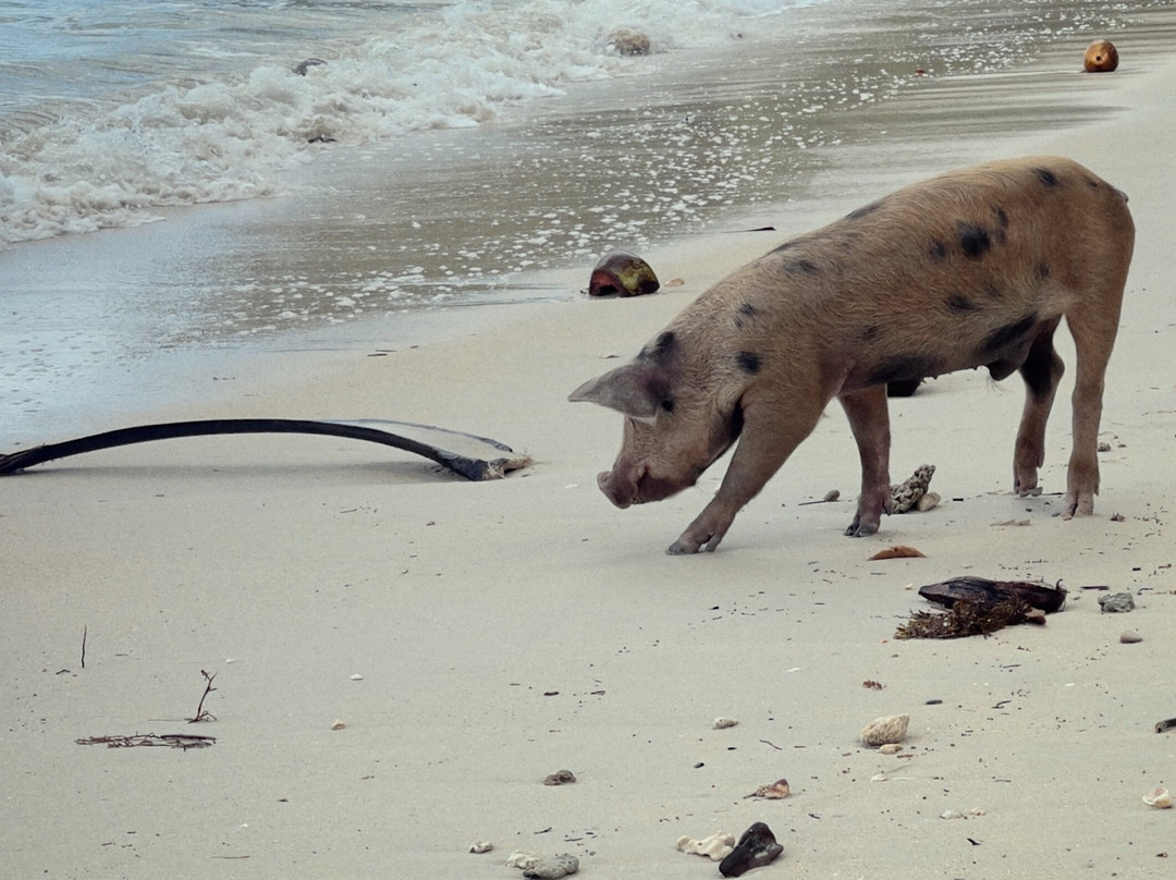 White Beach-巴顿港必去景点