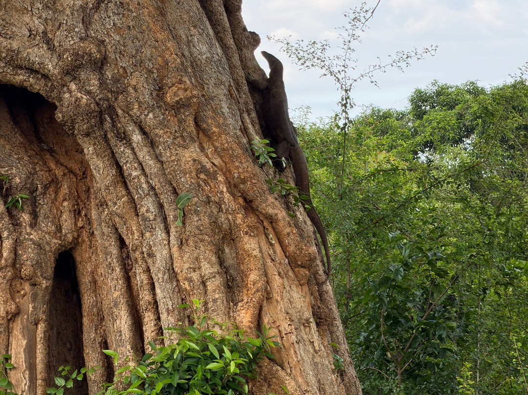 Niluka Safari-乌达瓦拉瓦必去景点