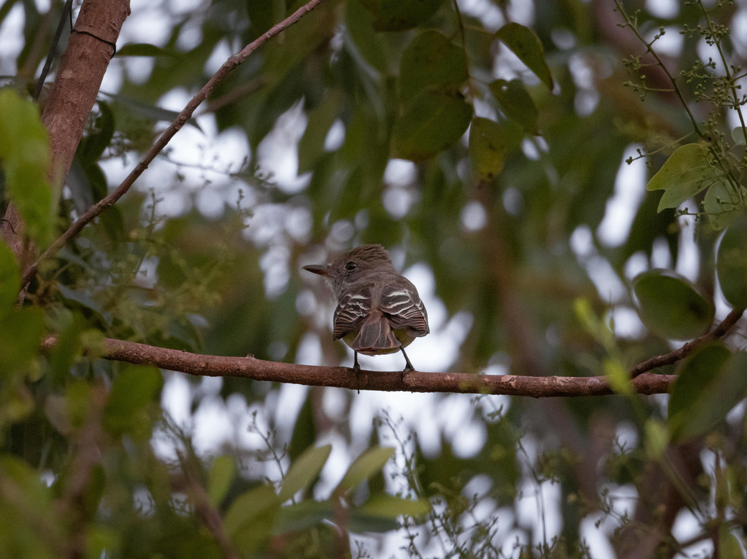 Mahogany Hammock-大沼泽国家公园必去景点