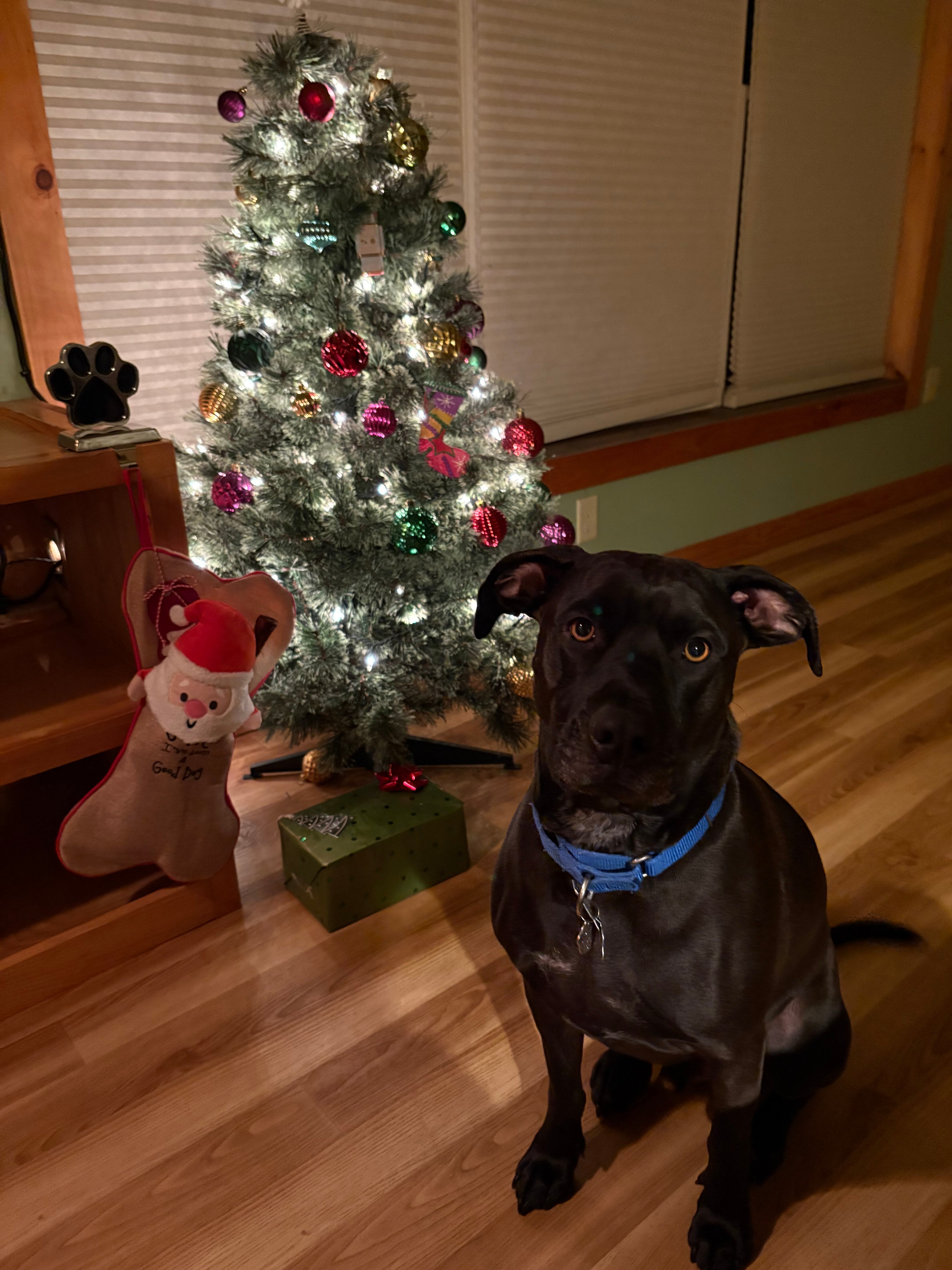 The Paw House Inn-官方