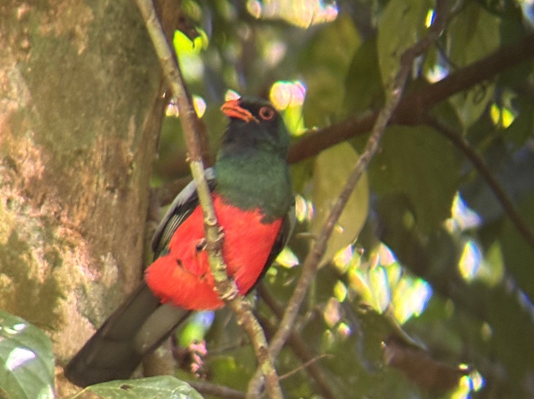Osa Green Travel-希门尼斯港必去景点