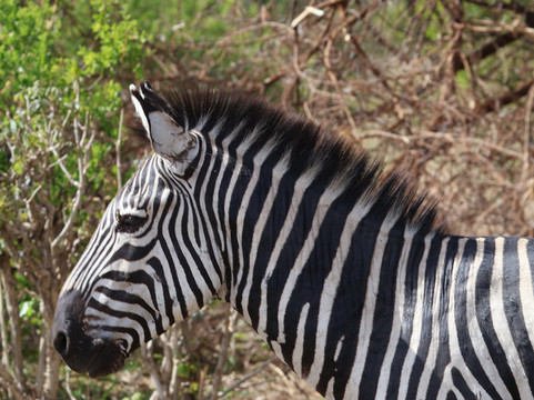 Kilimanjaro Adventure Safari Club-阿鲁沙必去景点
