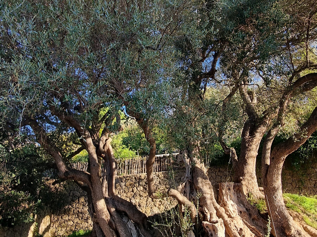 L'Olivier Millénaire-罗克布伦第马丁必去景点