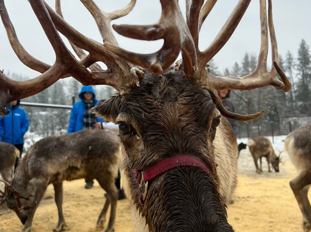 Leavenworth Reindeer Farm-莱文沃思必去景点