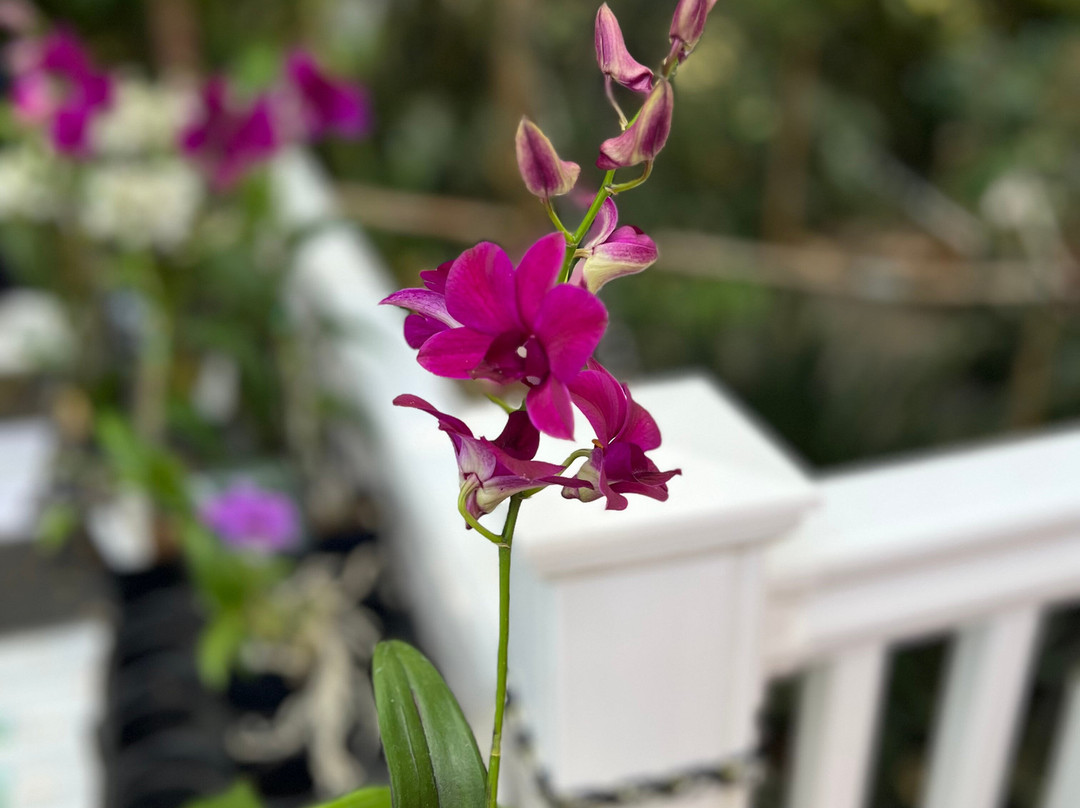 Phantasea Tropical Botanical Garden-圣 托马斯必去景点