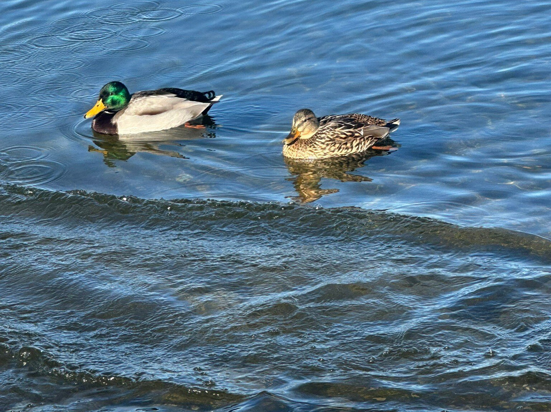 Lago di Caldonazzo-Calceranica al Lago必去景点