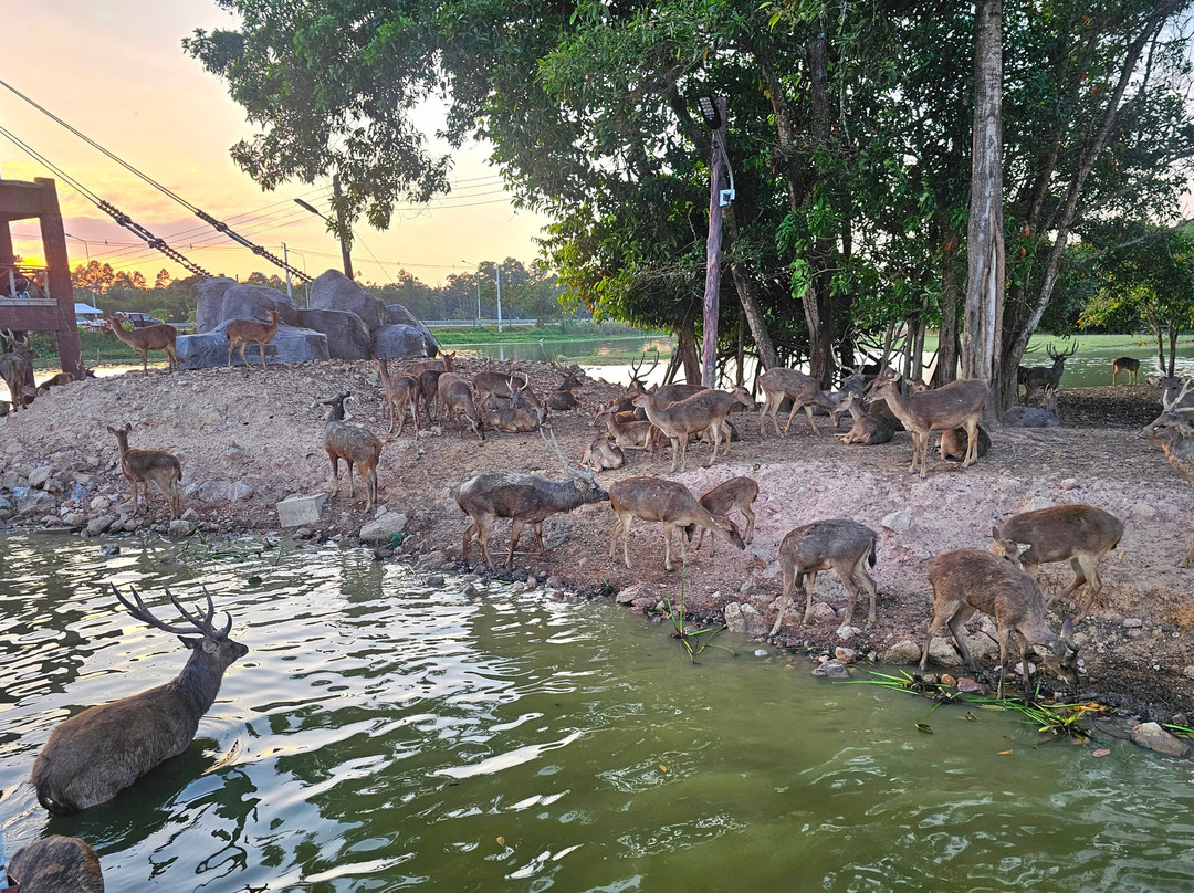 Mai Kiam Bridge, Nong Yai-春蓬必去景点