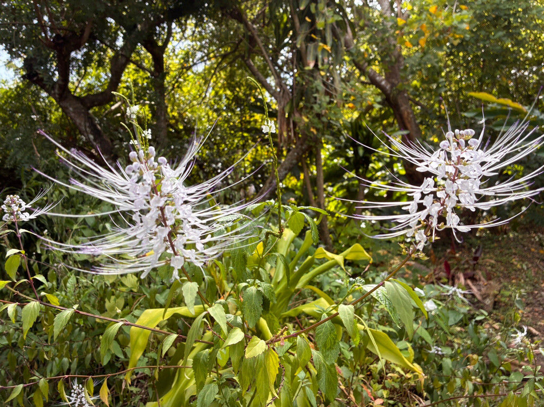 Ecotours Jardin Creole-Le Marin必去景点