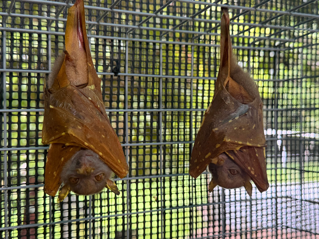 The Bat Hospital Visitor Centre- 阿瑟顿必去景点
