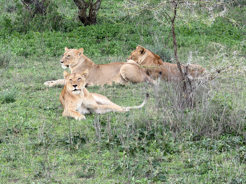Mauly Tours & Safaris-莫西必去景点