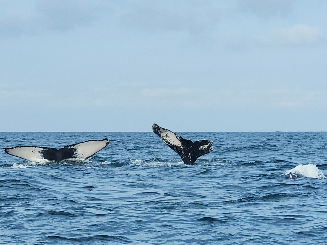Dressel Divers Puerto Vallarta-蓬塔米塔必去景点