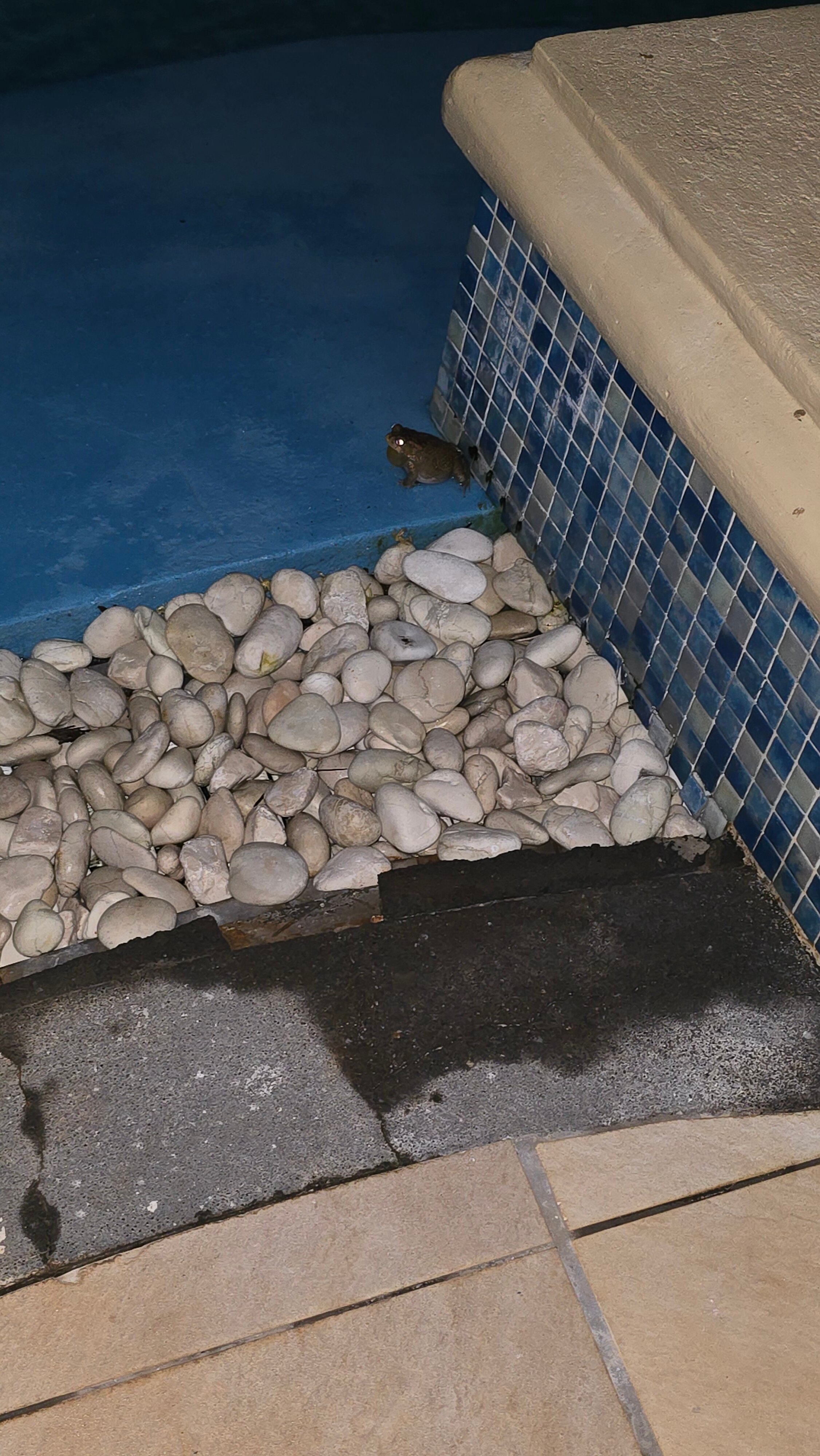 玛丽蒂姆毛里求斯水疗度假酒店-泳池