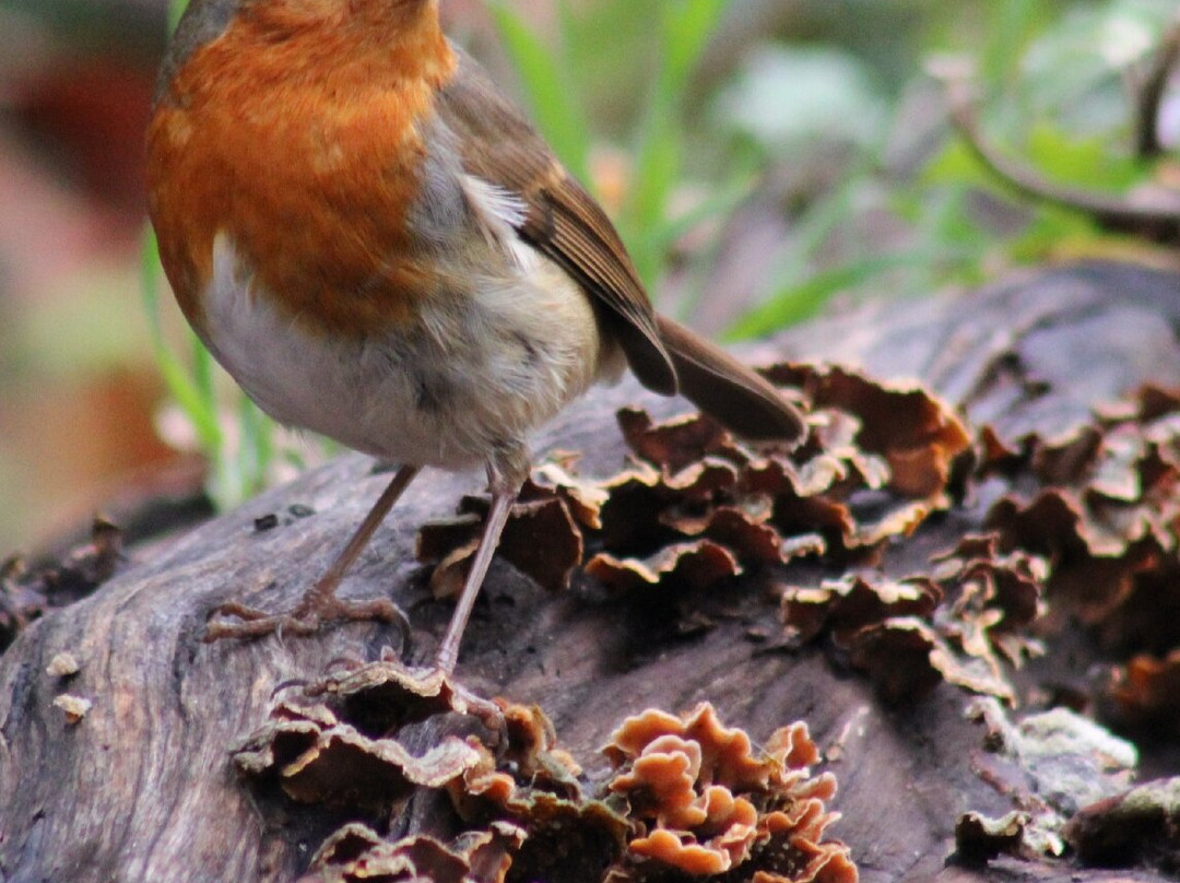 安格尔西修道院-Lode必去景点
