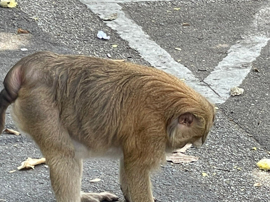 Maipreu-拉威必去景点