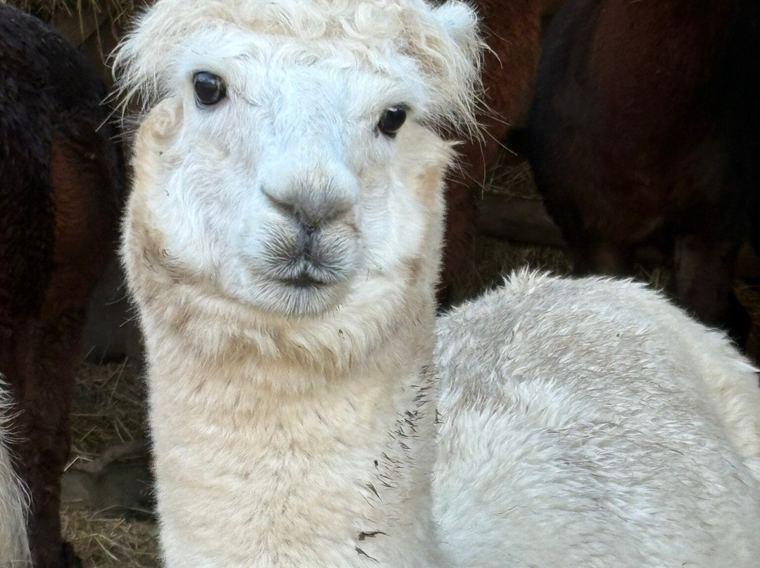 Bell Farm Alpacas-Pensford必去景点